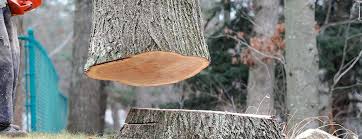 Professional Tree Removal in Olympia Heights, FL