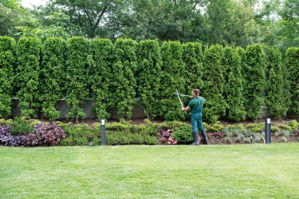 Best Lawn Maintenance Plans  in Olympia Heights, FL