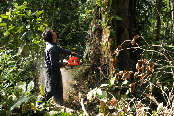 Best Root Management and Removal  in Olympia Heights, FL