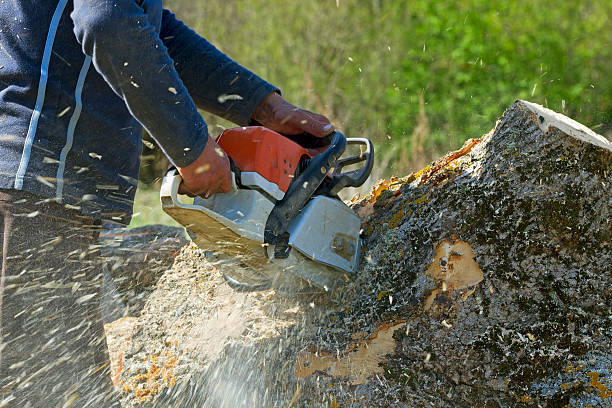 Best Tree Disease Treatment  in Olympia Heights, FL