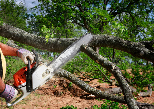 Best Hazardous Tree Removal  in Olympia Heights, FL